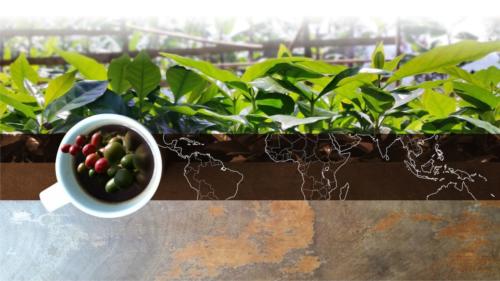 COFFEE_BELT